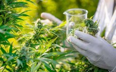 Marokkaans cannabisbureau verstrekt tien vergunningen