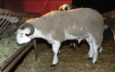 Schapenprijzen: Eid ul-Adha in gevaar in Marokko?