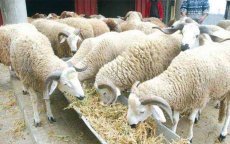 Eid ul-Adha in Marokko: veebestand geïdentificeerd