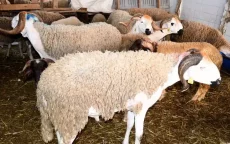 Eid ul-Adha in Marokko: minder vee, hogere prijzen
