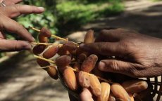 Opnieuw oproep om Algerijnse dadels te boycotten in Marokko