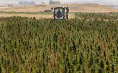 Cannabisboeren Al Hoceima en Chefchaouen willen inspraak op legalisatiewet
