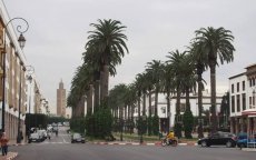 Marokko: ecologen verzetten zich tegen invasie Amerikaanse palmbomen