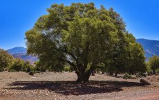 Groene revolutie: Marokko plant 10.000 hectare arganbomen