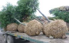 Bomen weggehaald na passage Koning Mohammed VI