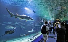 Casablanca krijgt één van de grootste aquaria ter wereld