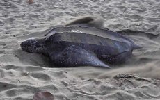 Zeeschildpad aangespoeld op Marokkaanse strand