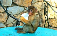 Apen in Marokko slachtoffers hekserij en toerisme