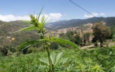 Marokko blijft 's werelds grootste cannabisproducent