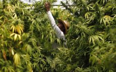 Marokko steekt 1,2 miljard dirham in strijd tegen drugs