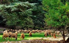 Marokko wil 500.000 hectare bos herplanten