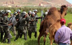 Dorpelingen gebruiken vee om bouwproject te stoppen in Nador