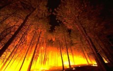 Tien hectare bos door brand vernield in Azilal
