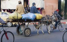 Politieman dood na aanrijding met koets in Marrakech