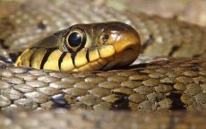 Slangenbeten komen vooral voor in Tanger en Tetouan
