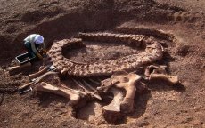 Wetenschappers verdacht van illegale handel dinosaurusfossielen in Marokko