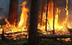 Bosbranden vernielen 100 hectare bos in regio Tetouan