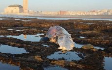 Grote potvis gestrand in Casablanca
