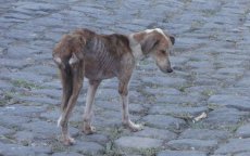 Peuter dood na beet hond met hondsdolheid in Marokko 