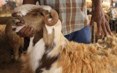 Offerfeest: Marokkanen geven 10 miljard uit aan schapen