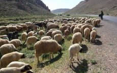 Marokkanen beschuldigen Algerijns leger van veediefstal