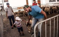 Badr Hari geeft 200 schapen weg voor het Offerfeest