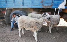 Man vermoordt broer om schaap in Marokko
