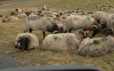 Marokko viert Offerfeest met temperaturen boven 40° 
