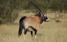 Herintroductie van 20 oryxen in Tinghir