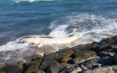Gigantische walvis bij strand Tanger gevonden