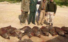 Zorgwekkend aantal wilde zwijnen in regio Tanger