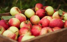 Rusland vernietigt ladingen valse Marokkaanse appels