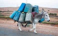 Smokkel benzine op grens Marokko-Algerije onderschept
