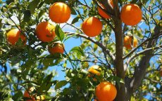 Amerika verbiedt invoer Marokkaanse citrusvruchten