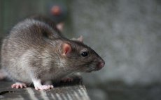 Marokkaans Parlement heeft last van muizen en ratten