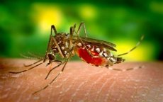 Geen Zika-virus in Marokko volgens ministerie