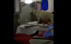 Lamia Kettani rechtvaardigt aanwezigheid hond op vlucht Royal Air Maroc 