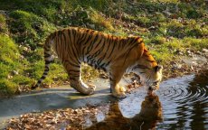 Agadir krijgt een nieuw dierenpark