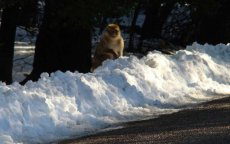 Sneeuw blijft zeker tot woensdag in Marokko