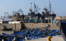 Ruim 840.000 ton sardines gevist in Marokko in 2015