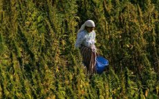 Partij aan de macht in Marokko weigert legalisering cannabis