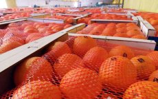Holding investeert 200 miljoen in nieuwe fabriek in Berkane