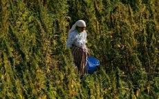 Ruim 50.000 cannabisboeren in Chefchaouen hopen op gratie