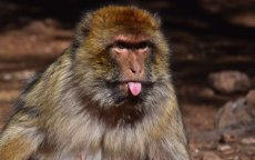 Berberapen met uitsterven bedreigd (video)