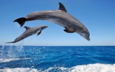 Dolfijnen zorgen voor overlast in Al Hoceima