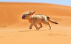 Extreme hitte in Marokko: tot 43°C deze week