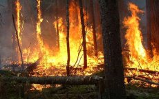 Bosbrand in Mdiq: 2 hectare vernield
