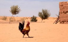 Bijna 50°C in Marokko deze week