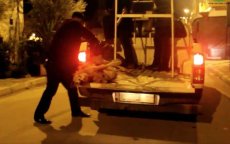 Massaslachting honden blijft doorgaan in Marokko