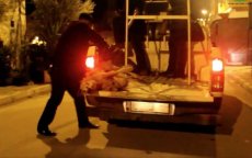 Massaslachting honden blijft doorgaan in Marokko